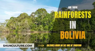 Bolivia's Rainforest: A Natural Treasure Trove