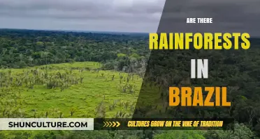 Exploring Brazil's Lush Rainforests: Myths, Facts, and Conservation Efforts