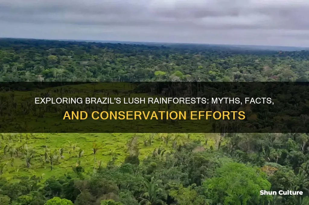 are there rainforests in brazil