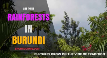 Exploring Burundi's Lush Landscapes: Are There Rainforests?