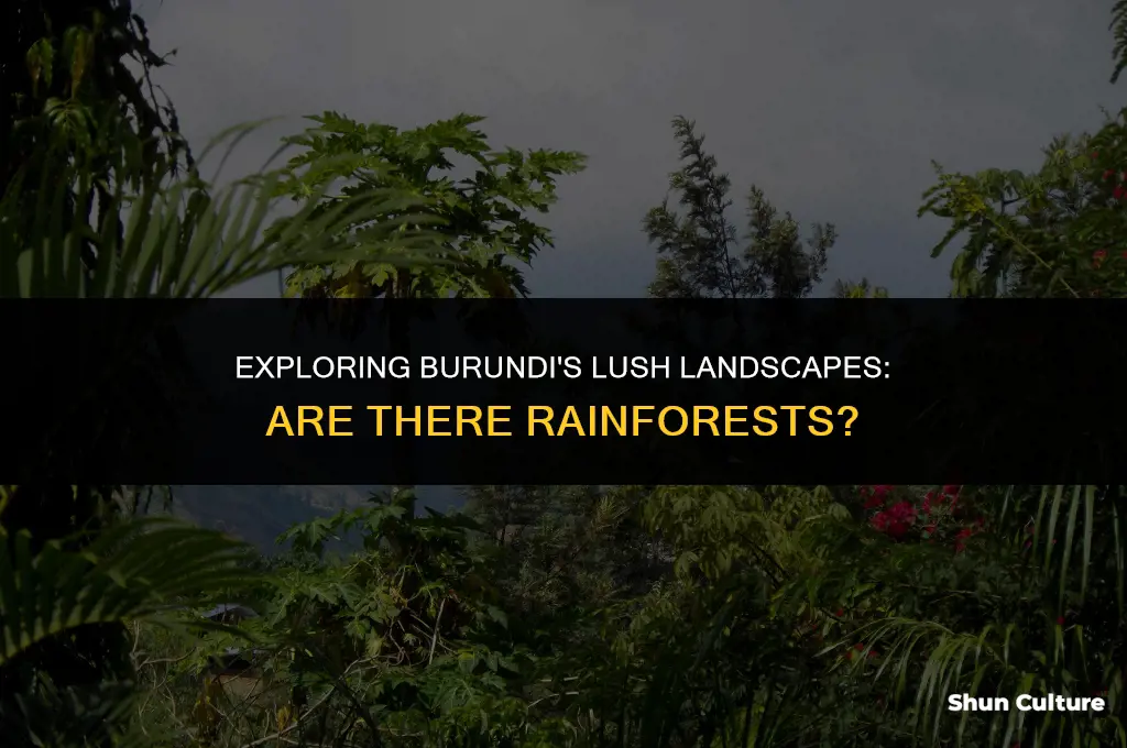 are there rainforests in burundi