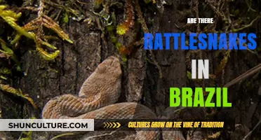 Rattlesnakes in Brazil: Fact or Fiction? Exploring the Truth