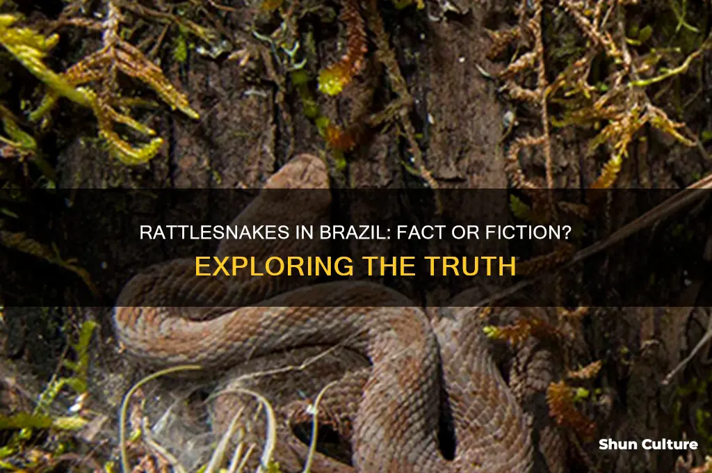 are there rattlesnakes in brazil