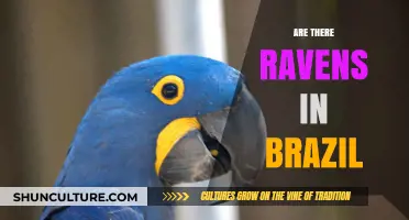 Exploring Brazil's Skies: Are Ravens Among Its Feathered Residents?