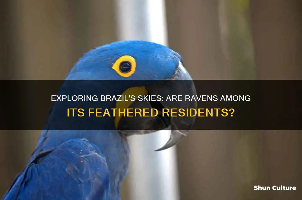 are there ravens in brazil