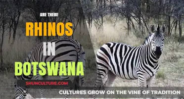 Exploring Botswana's Wildlife: Are Rhinos Roaming Its Landscapes?