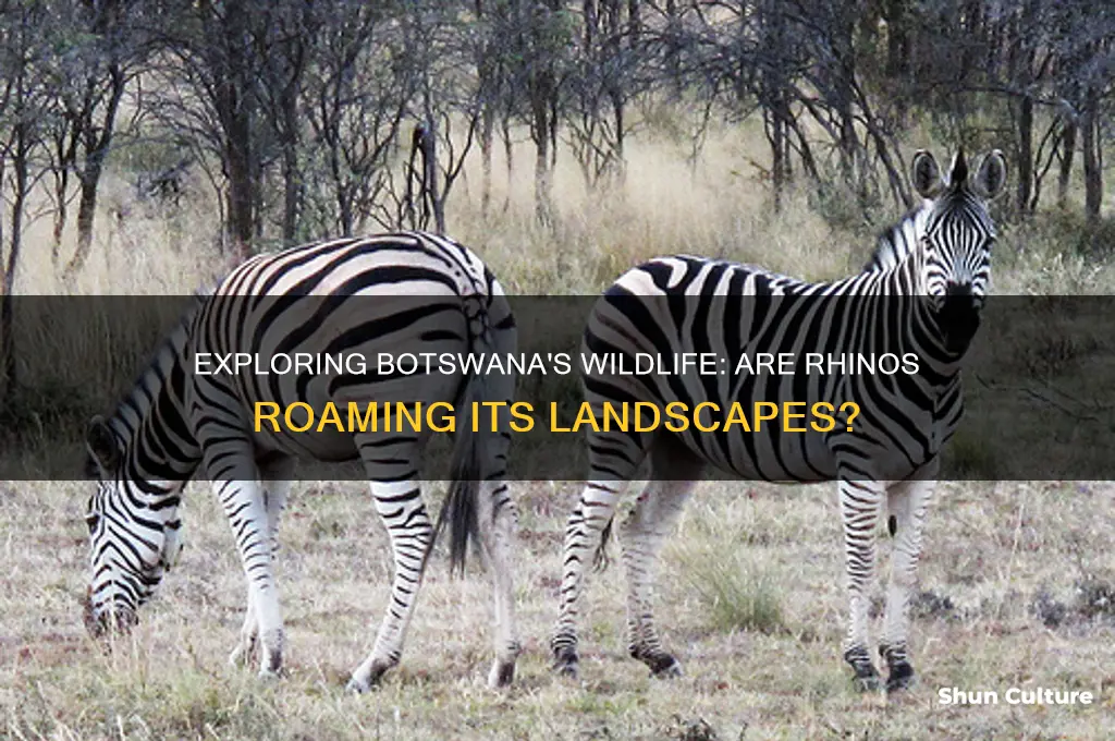 are there rhinos in botswana