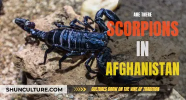 Stinging Truths: Scorpion Presence in Afghanistan