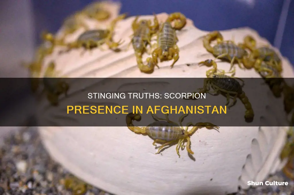 are there scorpions in afghanistan