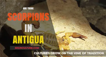 Scorpions in Antigua: Unveiling the Truth About These Arachnids