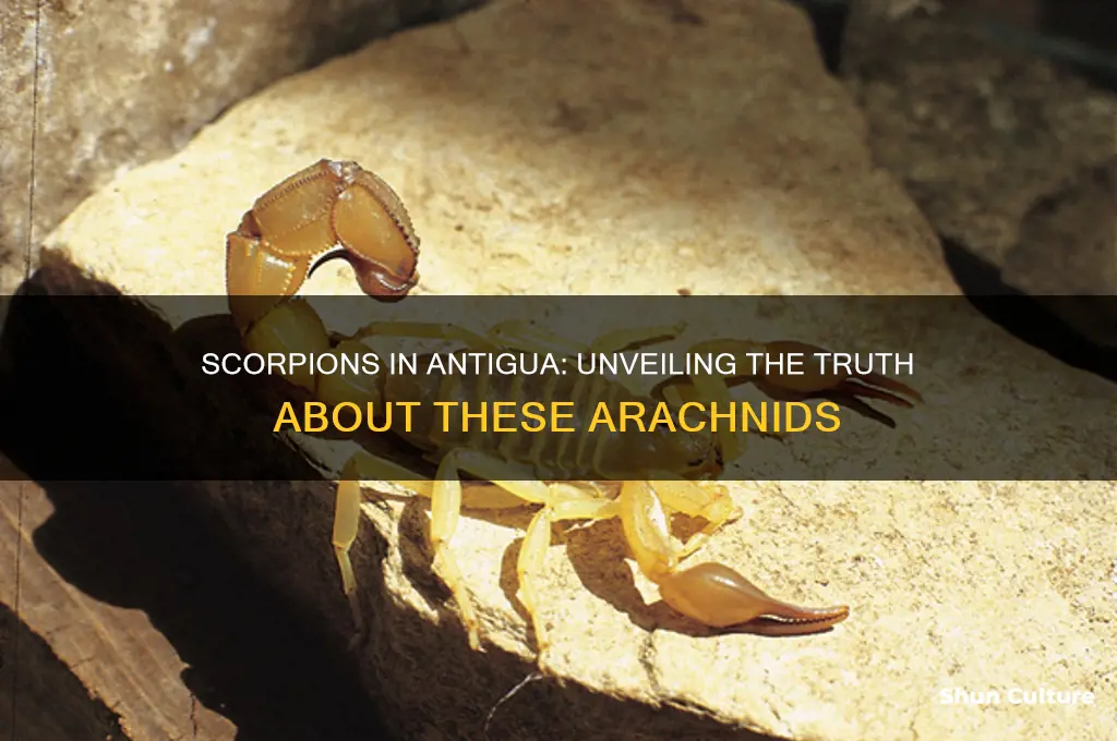 are there scorpions in antigua