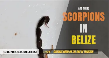 Scorpions in Belize: What You Need to Know