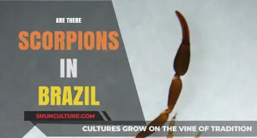 Scorpions in Brazil: Uncovering the Truth About These Arachnids