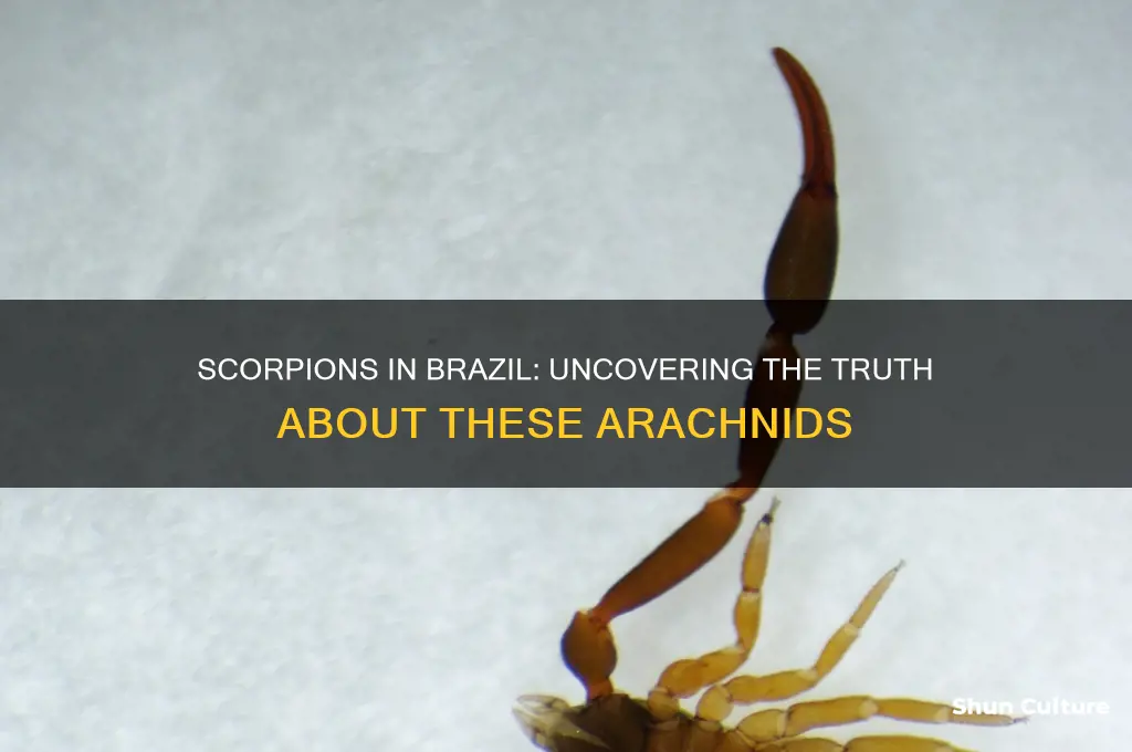 are there scorpions in brazil