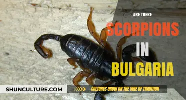 Exploring Bulgaria's Wildlife: The Truth About Scorpions