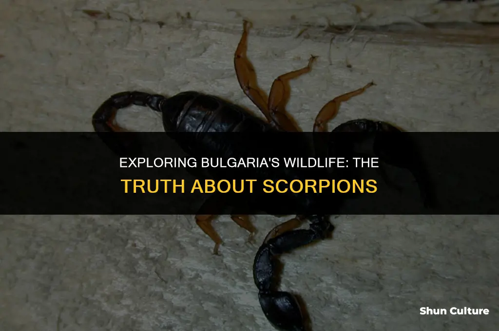 are there scorpions in bulgaria