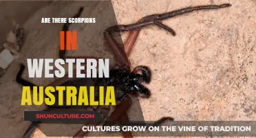 Scorpions in Western Australia: What's the Deal?