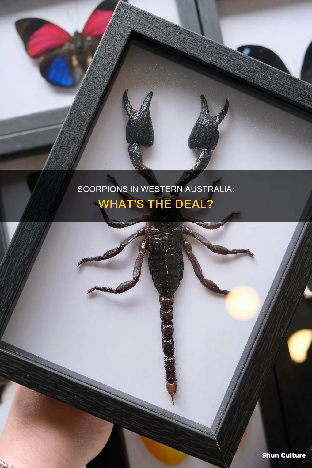 are there scorpions in western australia