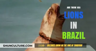 Do Sea Lions Inhabit Brazilian Waters? Exploring Coastal Wildlife