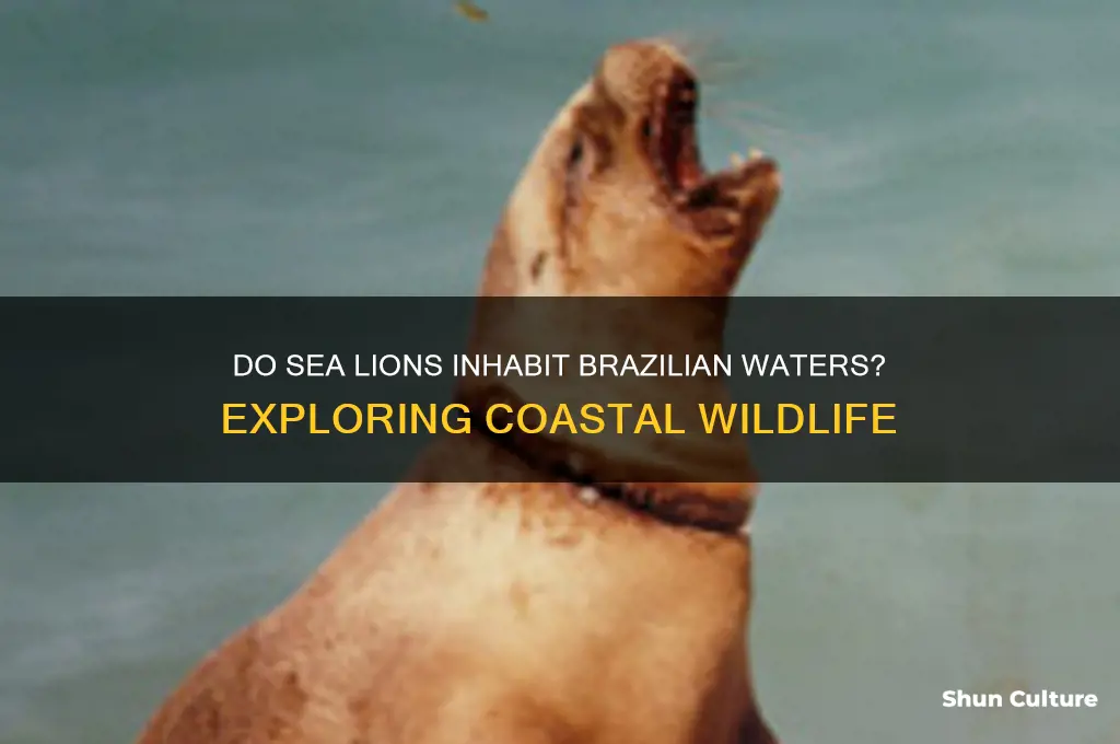 are there sea lions in brazil
