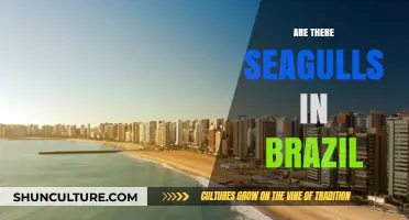 Exploring Brazil's Coast: Are Seagulls Common in Brazilian Skies?
