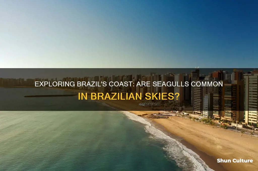 are there seagulls in brazil