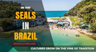 Seals in Brazil: Exploring Coastal Wildlife and Marine Ecosystems
