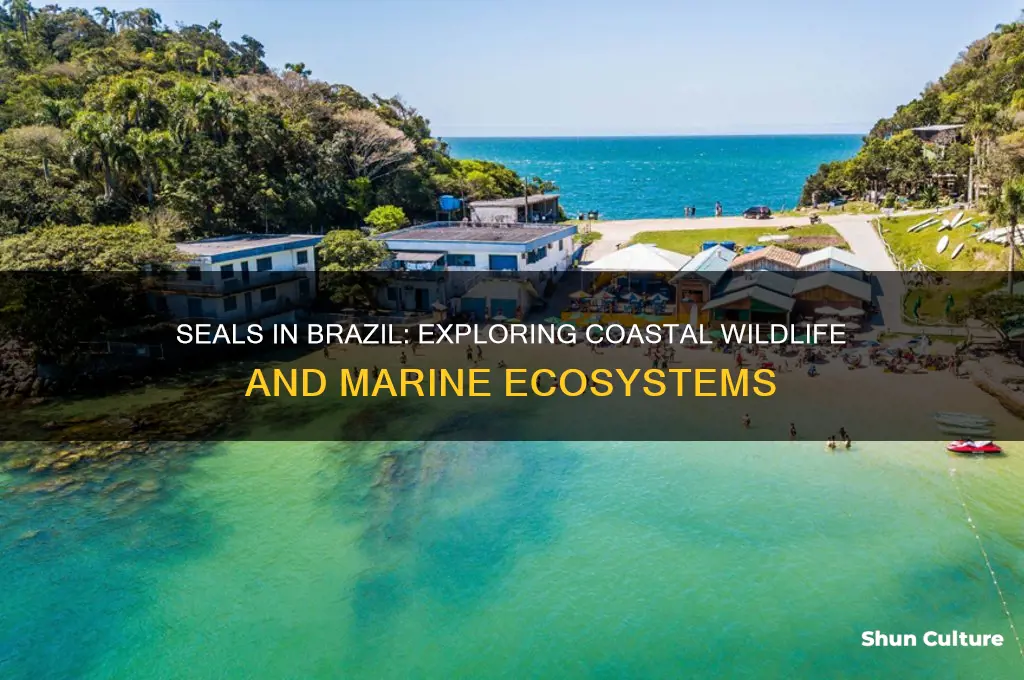 are there seals in brazil
