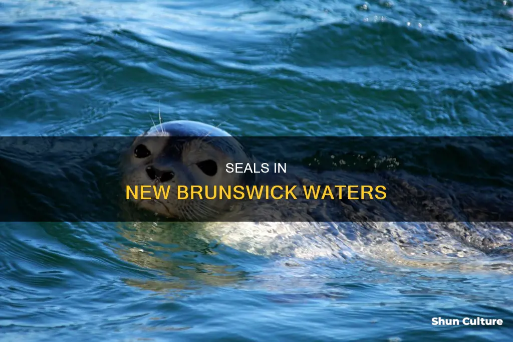 are there seals in new brunswick