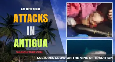 Shark Attacks in Antigua: Fact or Fiction? Uncovering the Truth