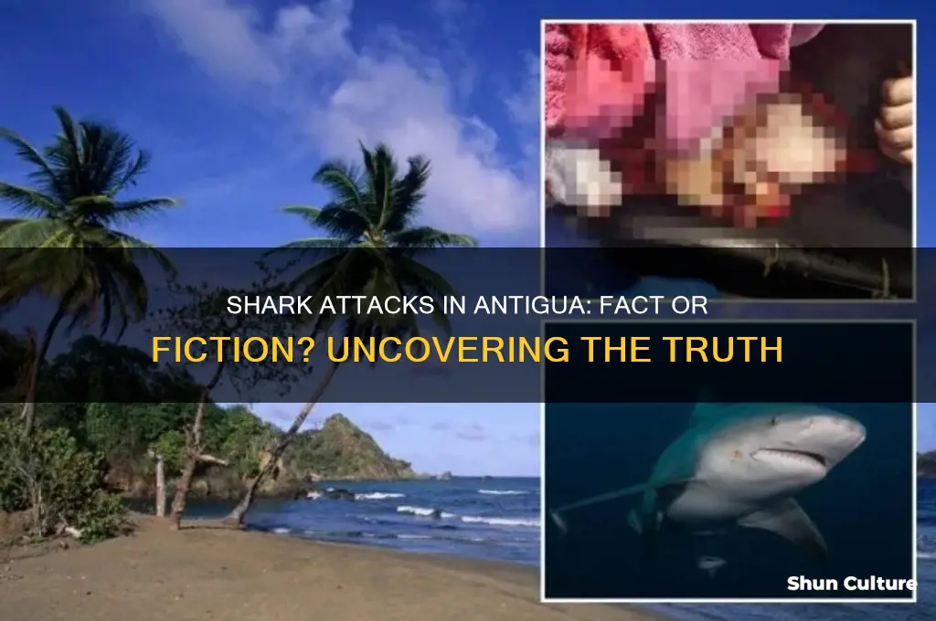 are there shark attacks in antigua