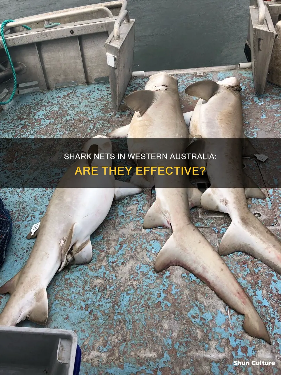 are there shark nets in western australia