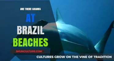 Sharks at Brazil Beaches: Fact or Fiction? What You Need to Know