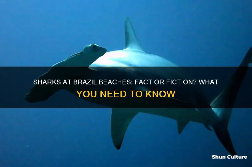 are there sharks at brazil beaches
