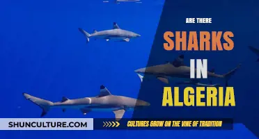 Exploring Algeria's Waters: Are Sharks Present in Its Coastal Areas?