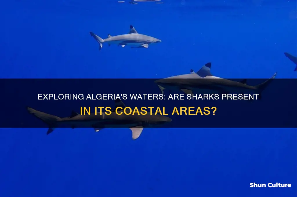 are there sharks in algeria