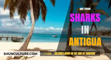 Sharks in Antigua: Exploring the Waters of the Caribbean Island