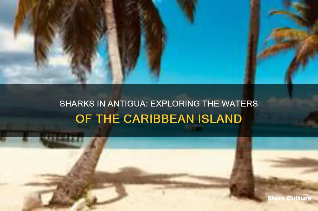 are there sharks in antigua