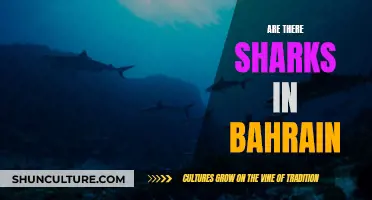 Sharks in Bahrain: What's the Truth?