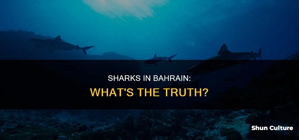 are there sharks in bahrain