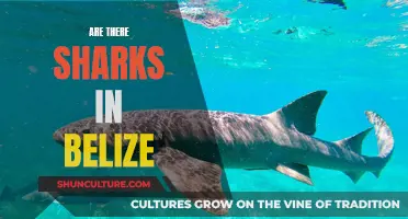 Sharks in Belize: What's the Danger?