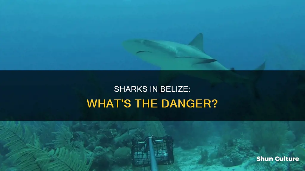 are there sharks in belize