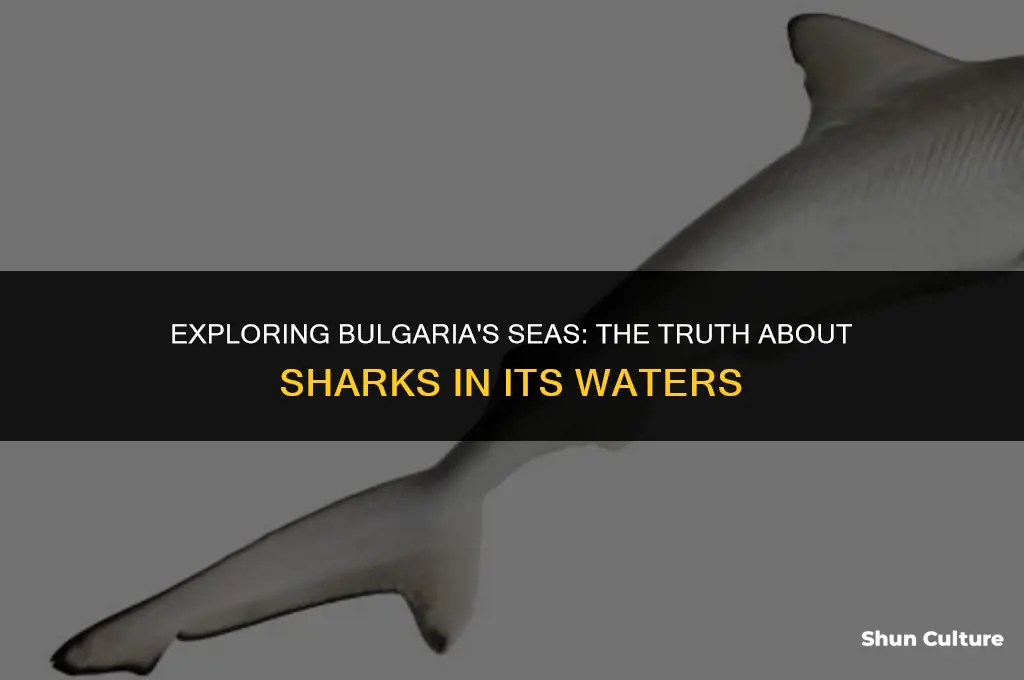 are there sharks in bulgaria