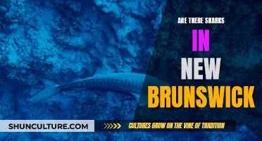 Sharks in New Brunswick Waters?