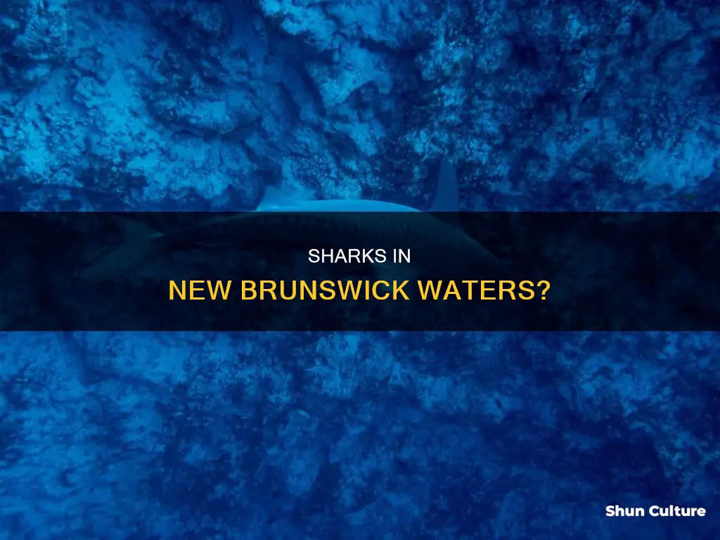 are there sharks in new brunswick