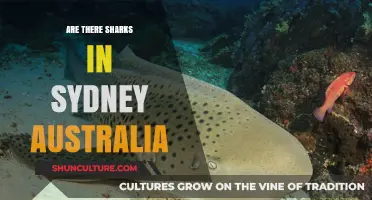 Sharks in Sydney: Fact or Fiction? Exploring Australia's Coastal Waters