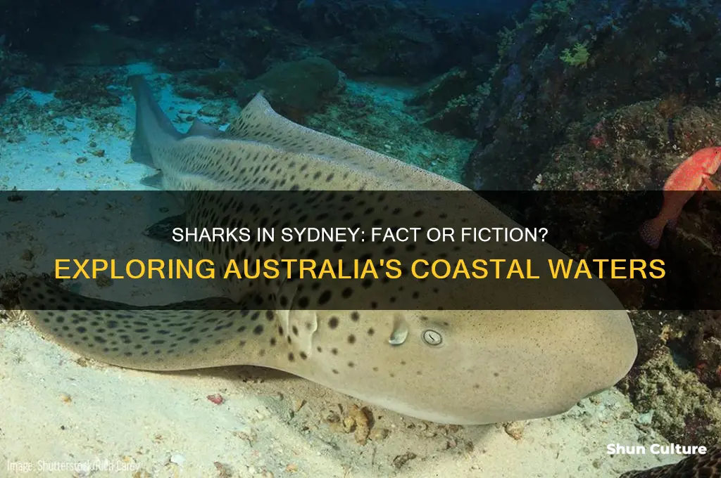 are there sharks in sydney australia