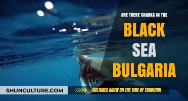 Exploring the Depths: Shark Sightings in Bulgaria's Black Sea