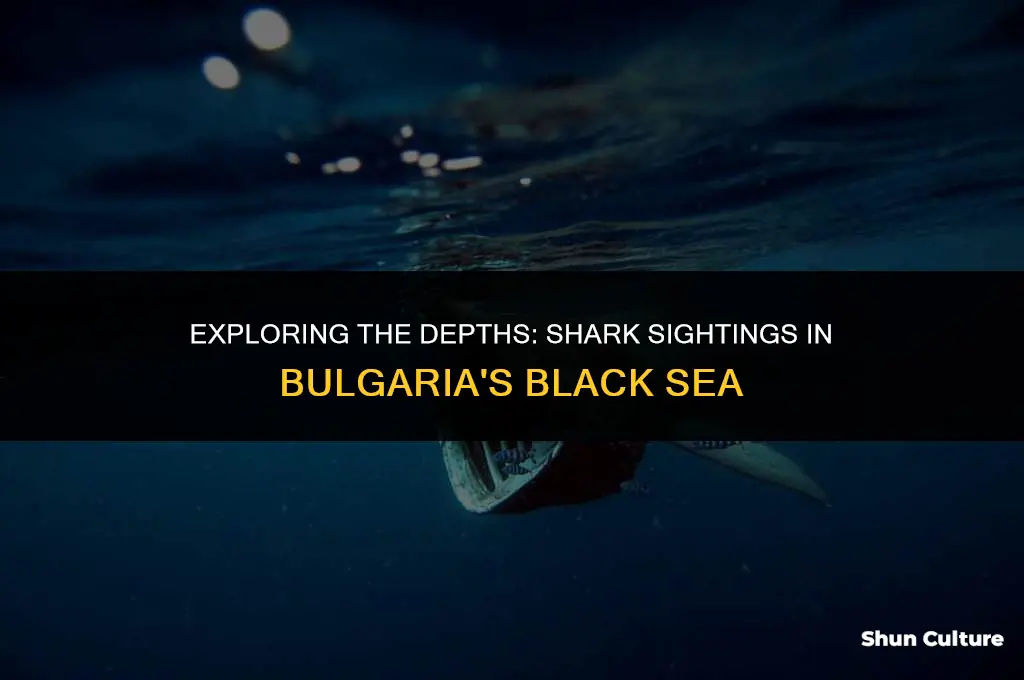 are there sharks in the black sea bulgaria