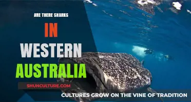 Sharks in Western Australia: A Real Danger?